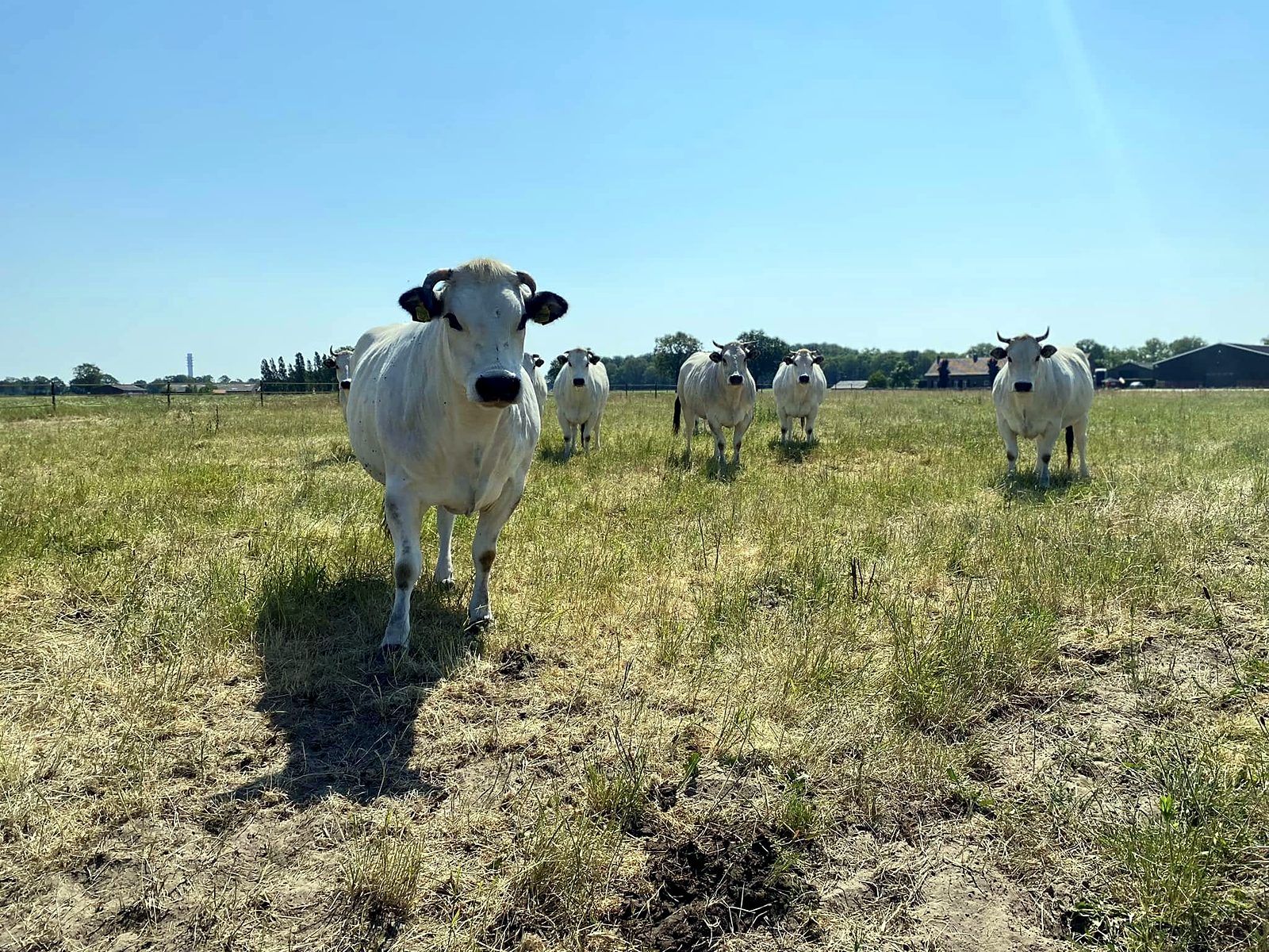 De Piëmontese kudde in de zon